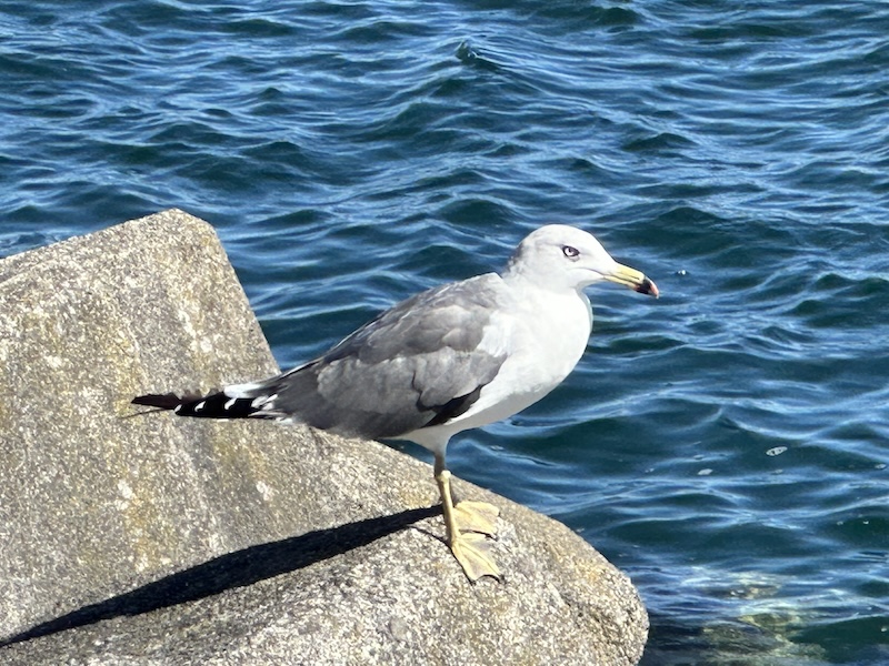 白老漁港のカモメ