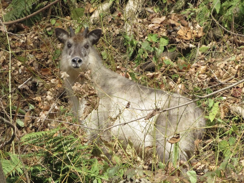 福島県山中にニホンカモシカ