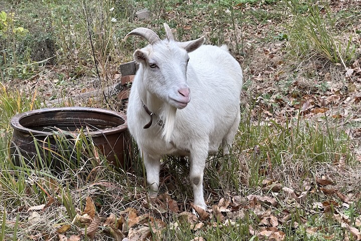 湯迫温泉旅館のヤギ