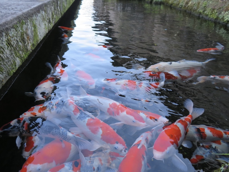 飫肥の泳ぐ鯉