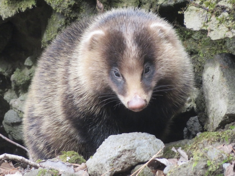 大分県の山中にアナグマ