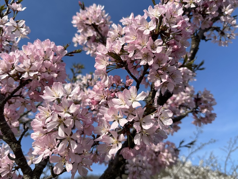 高畠町の桜