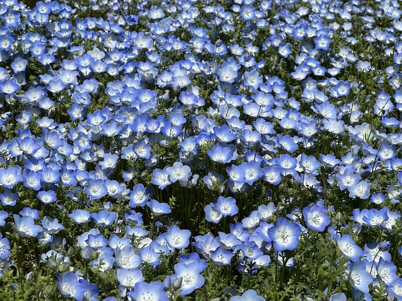 国営ひたち海浜公園ネモフィラ