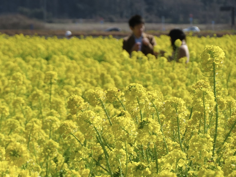 笠岡ファームの菜の花