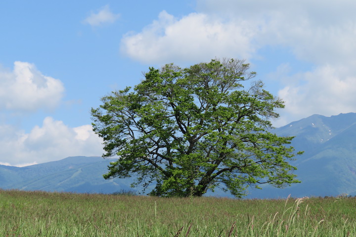 小岩井農場の一本桜