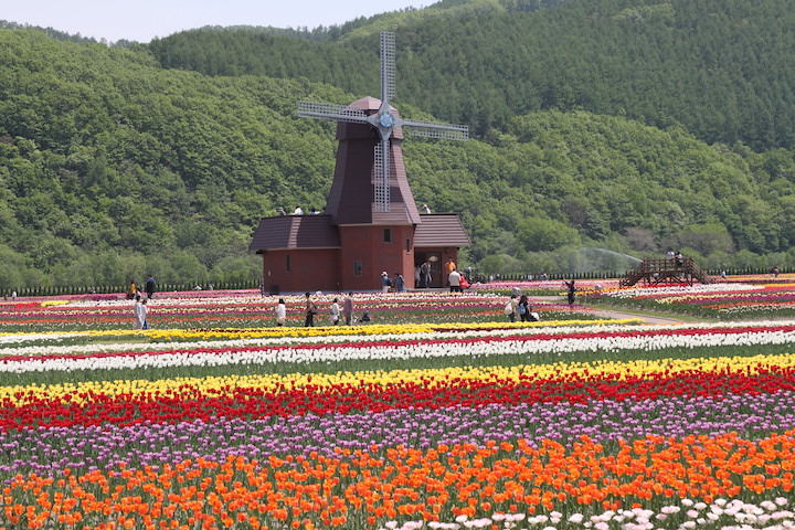 チューリップ公園