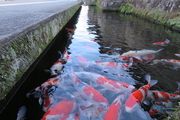 日南市飫肥の水路を泳ぐ鯉