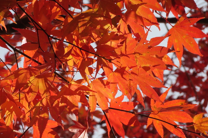 七戸城跡公園の紅葉