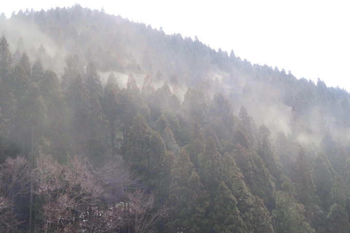 大量発生中のスギ花粉（茨城県）