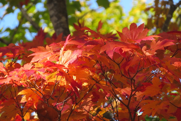 ふきだし公園（京極町）の紅葉