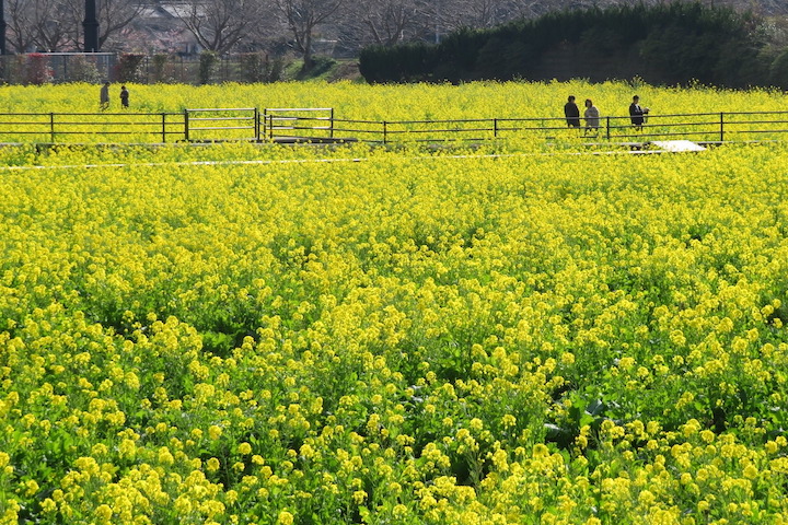 南伊豆町の菜の花畑