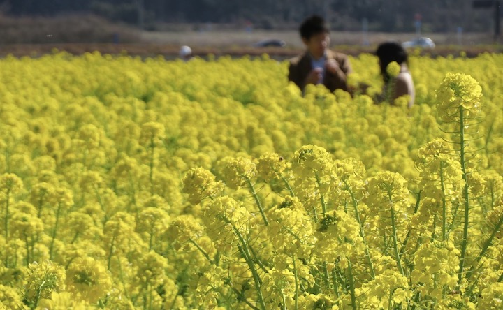 笠岡ベイファームの菜の花畑