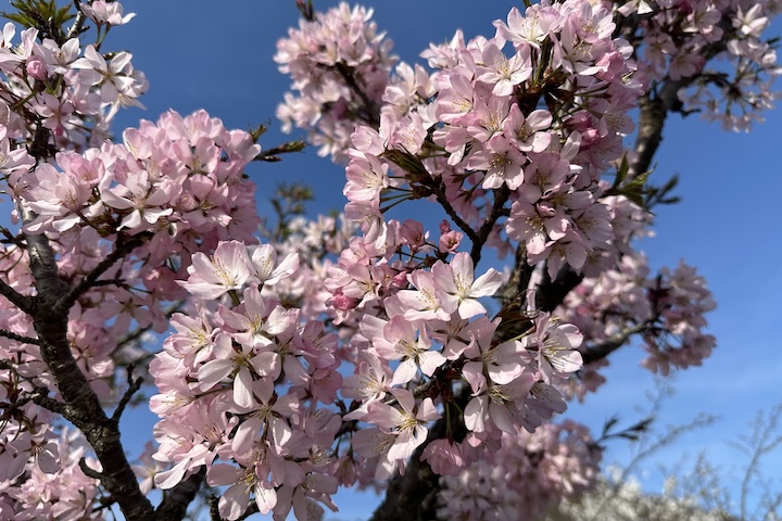 RVパークたかはたの桜