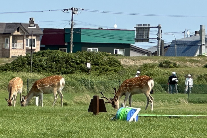 パークゴルフ場のエゾシカ