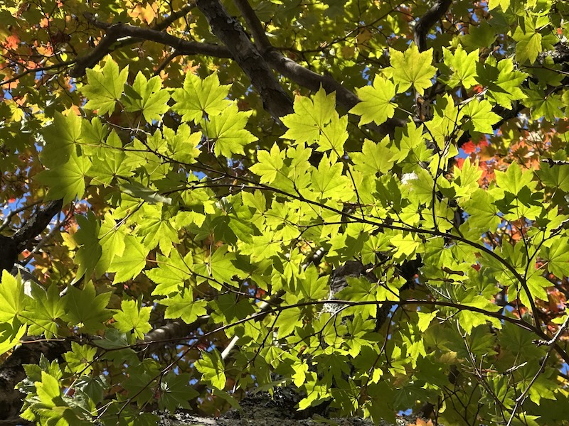 鶏足寺の紅葉