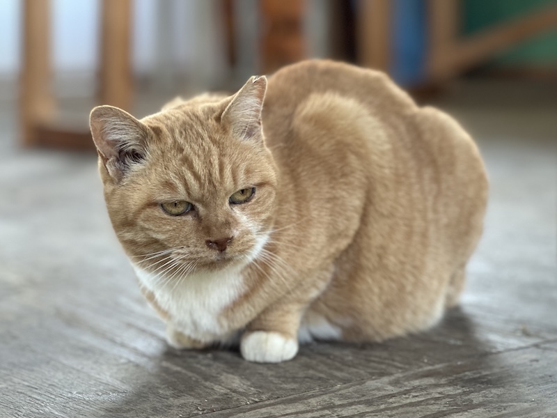 RVパーク丹波篠山の猫