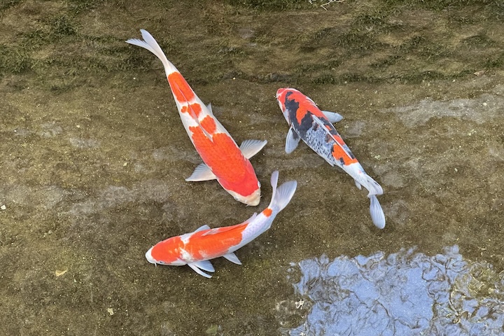 飫肥の鯉遊泳