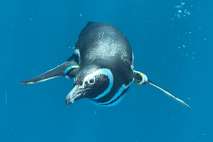 マゼランペンギン