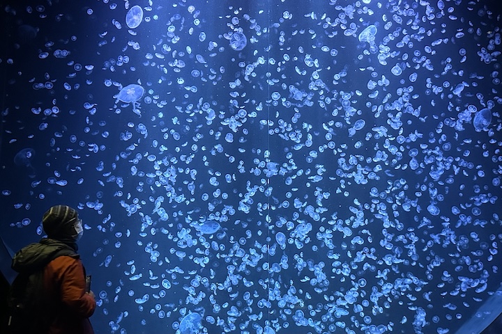 鶴岡市立加茂水族館