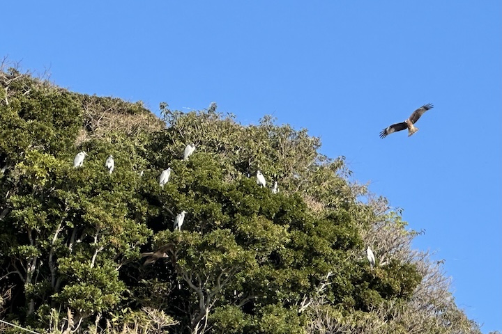 柏島のサギたち