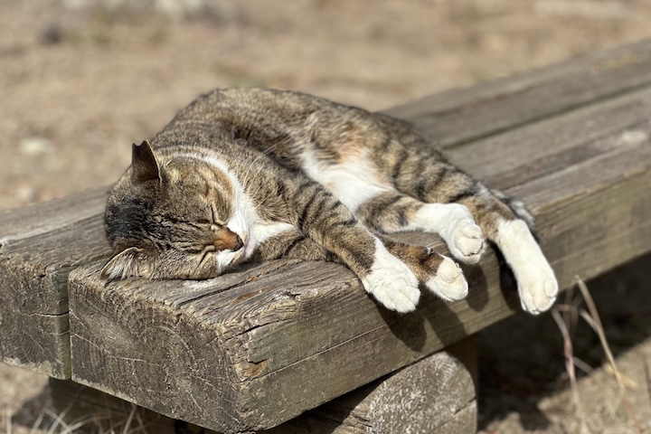 屋島の日向ぼっこ猫
