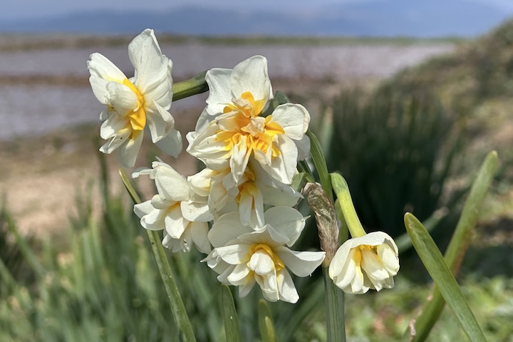 瀬詰崎展望台の水仙