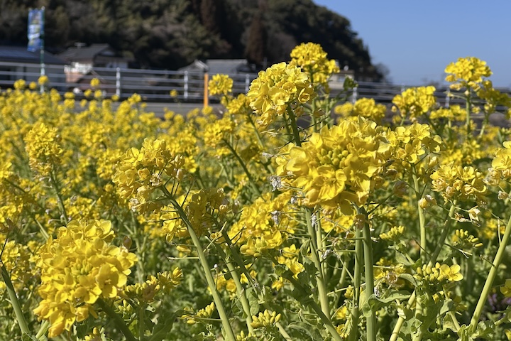 あじさいの湯近くの菜の花