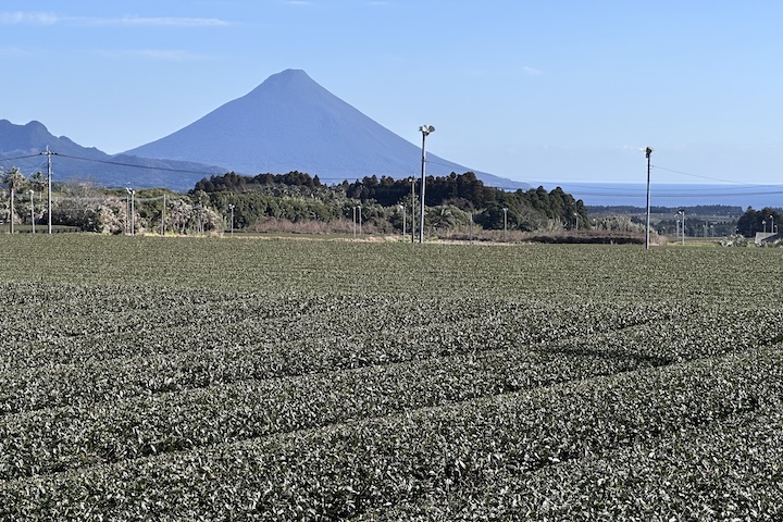 開聞岳と知覧茶畑