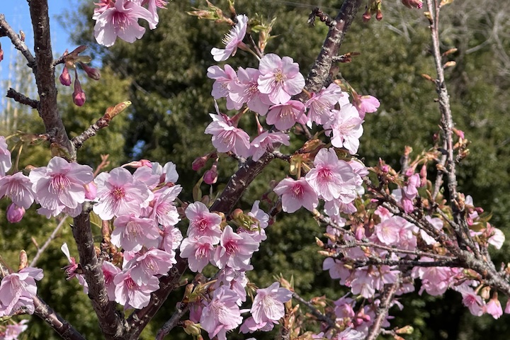 河津桜